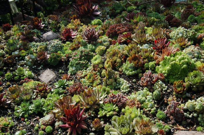 Sempervivum Dachwurz Hauswurz